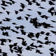 Illustration for article titled Behold, thousands of grackles descending on a Kroger parking lot